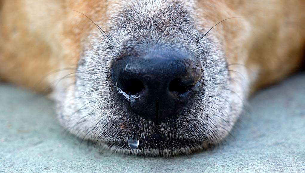 Reasons Why Your Dog Has a Runny Nose-WildCreaturey