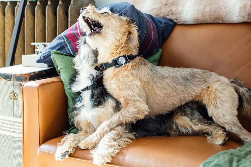 Reasons for Possessive Aggression in Dogs and How to Stop It-WildCreaturey