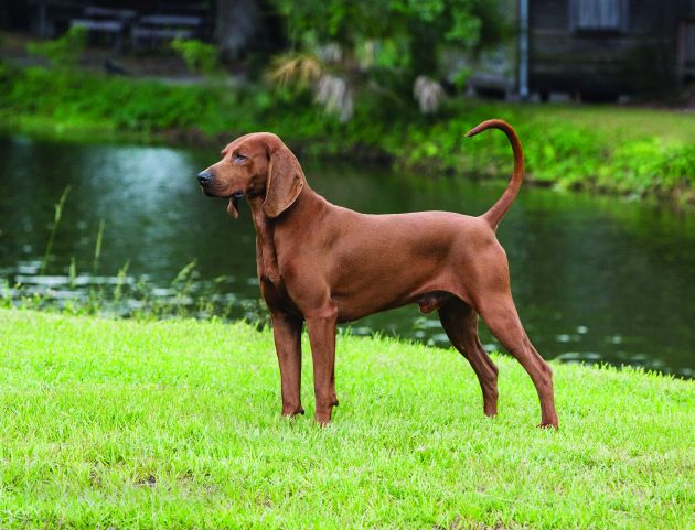 Redbone Coonhound: Dog Breed Characteristics & Care-WildCreaturey