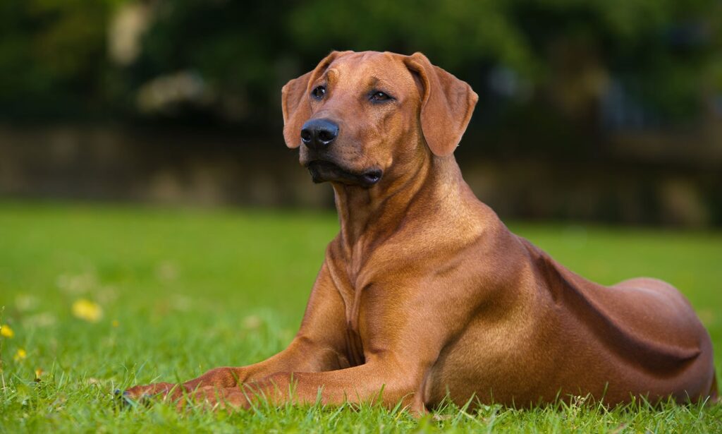 Rhodesian Ridgeback: Dog Breed Characteristics & Care-WildCreaturey