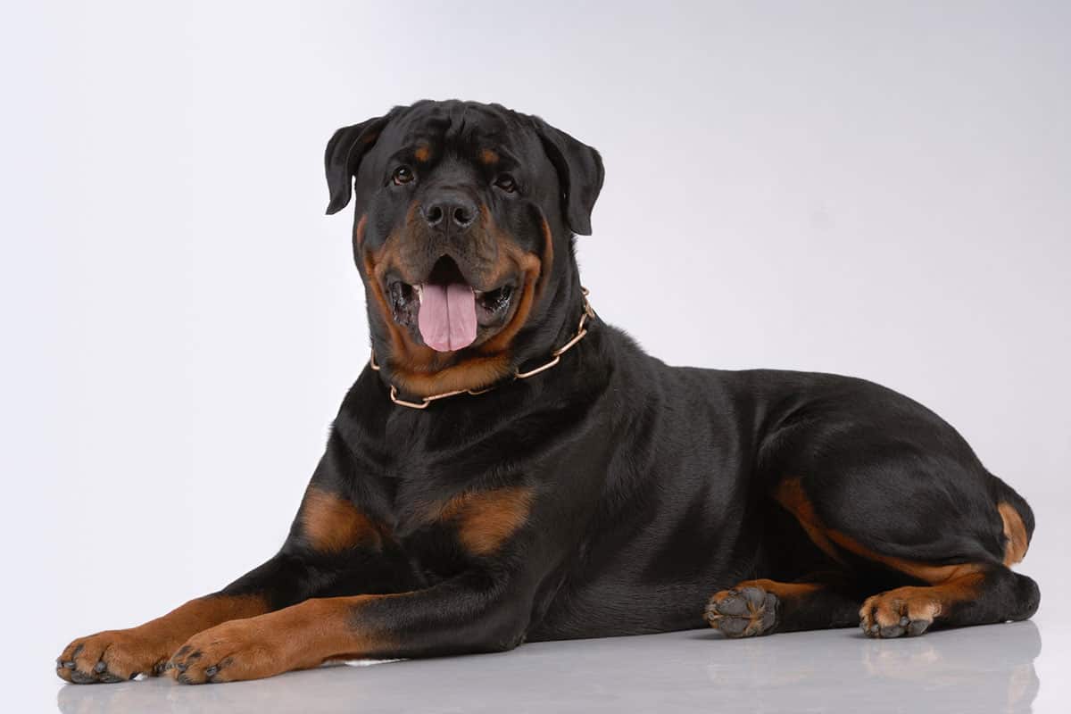 Rottweiler Names for Your Big Boy or Girl-WildCreaturey