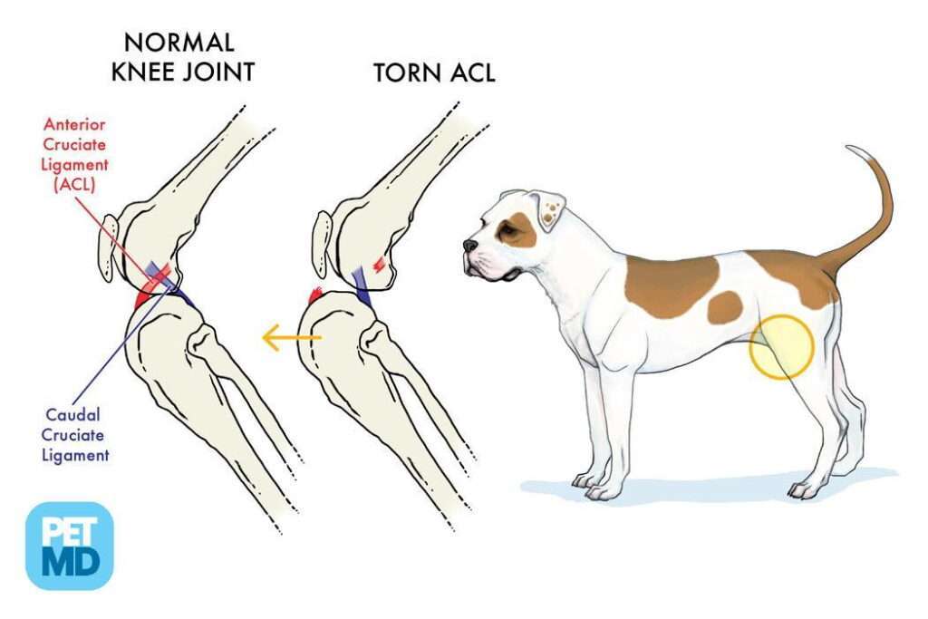 Ruptured Cruciate Ligament in Dogs-WildCreaturey