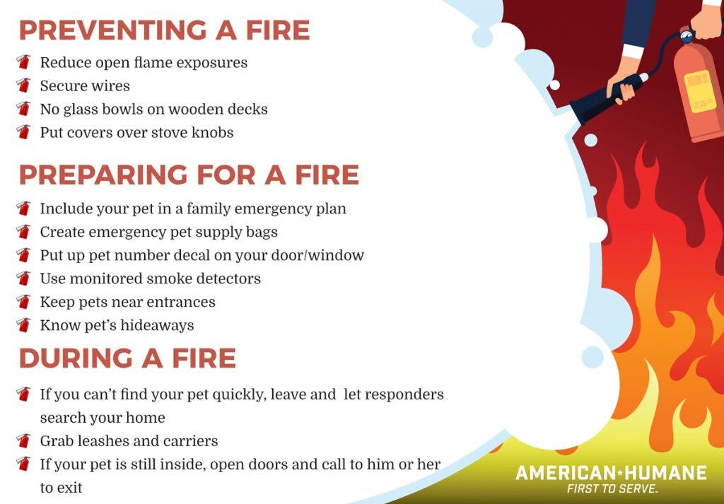 Safety First: Protecting Your Pet from Fires