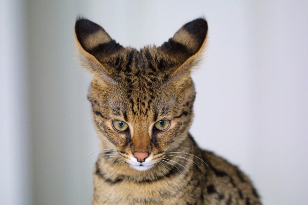 Listen Up: Best Cats Known for Their Big Ears