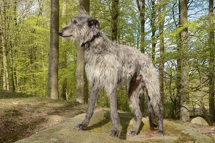 Scottish Deerhound: Dog Breed Characteristics & Care-WildCreaturey