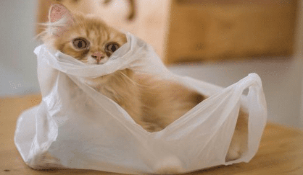 Plastic Purr-suits: Why Cats are Obsessed with Plastic