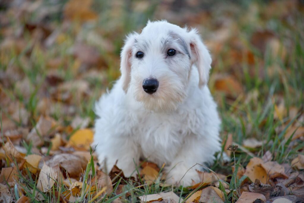 Sealyham Terrier (Sealy): Dog Breed Characteristics & Care-WildCreaturey