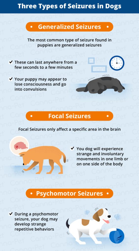 Seizures in Puppies-WildCreaturey