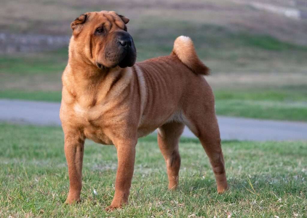 Shar-Pei: Dog Breed Characteristics & Care-WildCreaturey