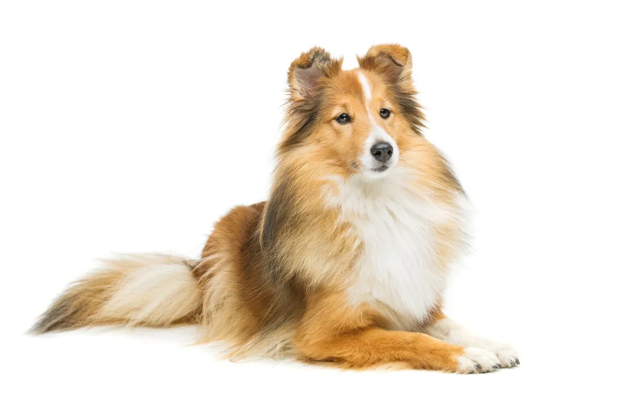 Shetland Sheepdog (Sheltie): Dog Breed Characteristics & Care-WildCreaturey