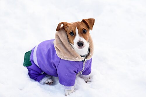 Should I Put a Winter Coat on My Dog?-WildCreaturey