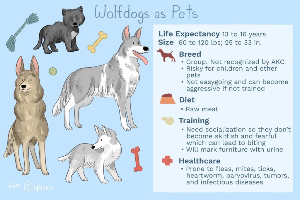 Should You Keep a Wolf Dog as a Pet?-WildCreaturey