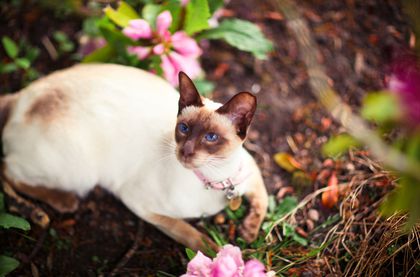 95 Siamese Cat Names