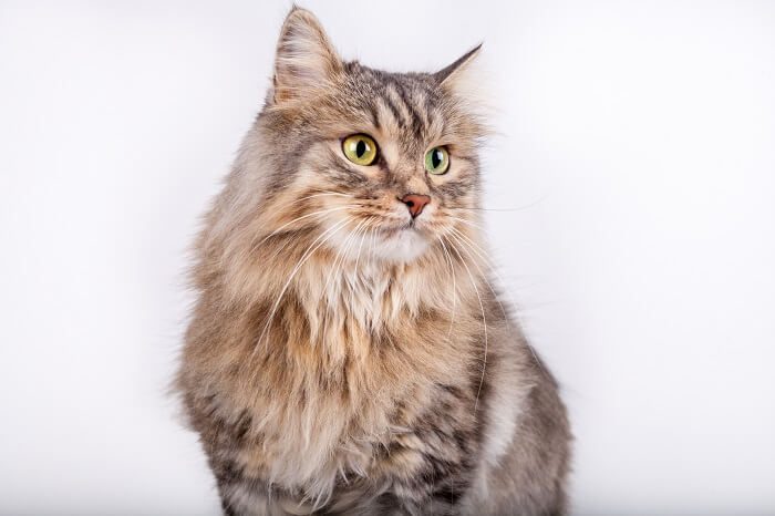 Siberian Cat Secrets: A Deep Dive into Characteristics & Care