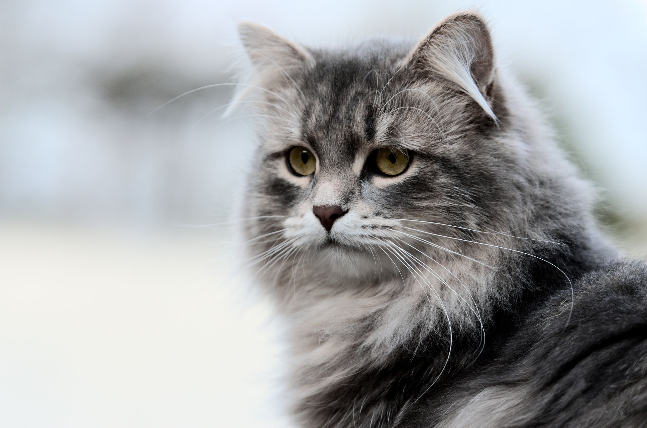 Exotic Elegance: Dive into Best Russian Cat Breeds