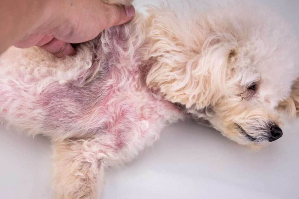 Skin Irritation in Dogs-WildCreaturey