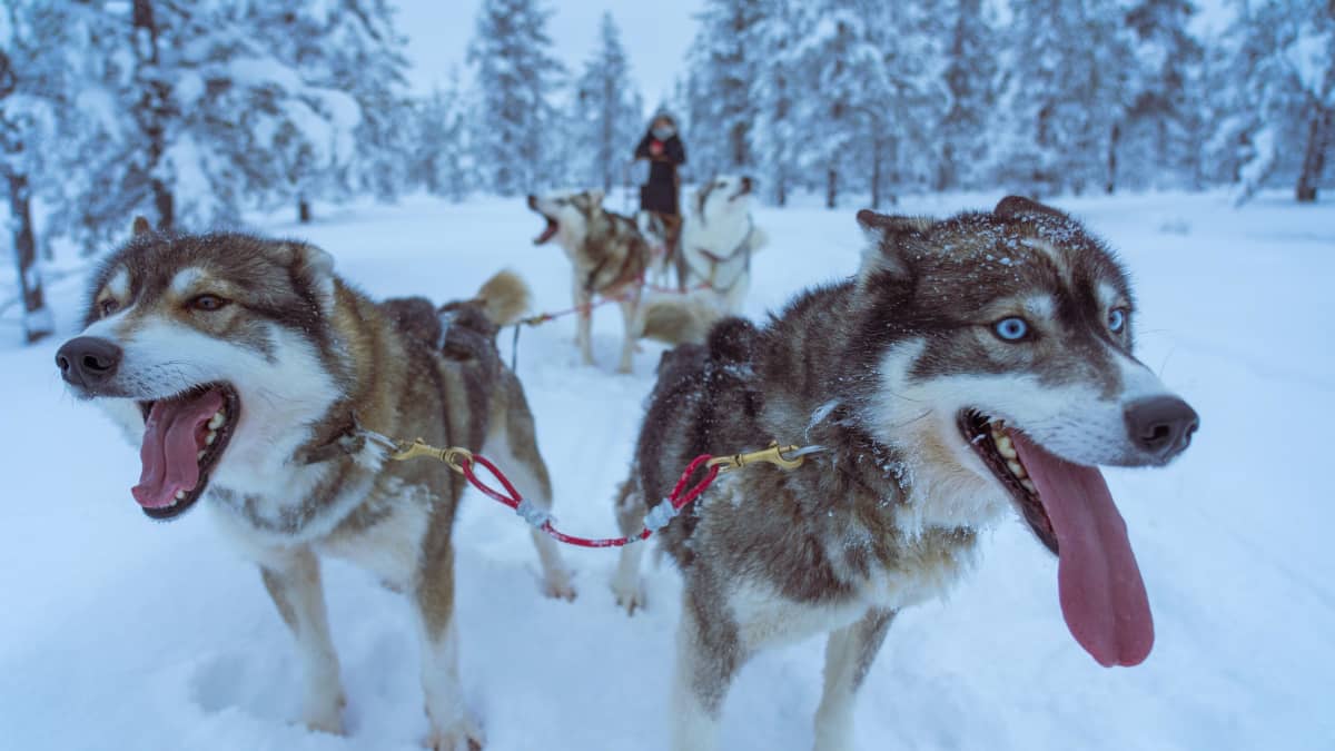 Sled Dog Names-WildCreaturey