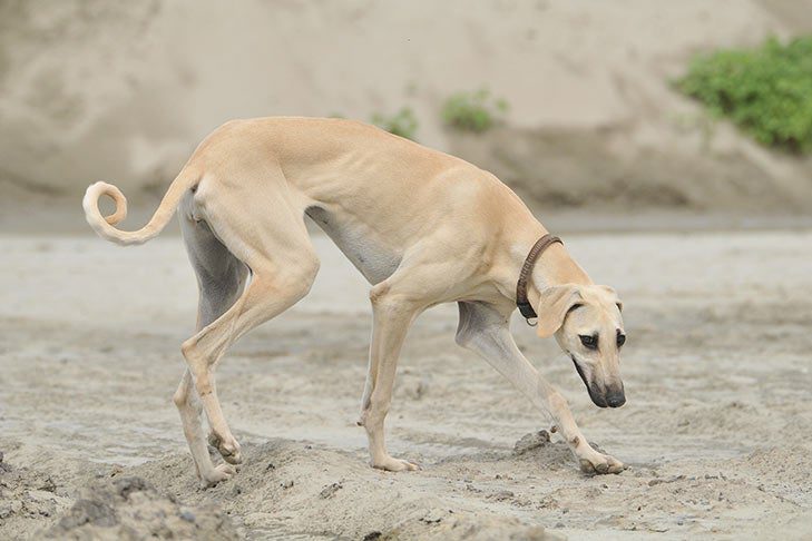 Sloughi: Dog Breed Characteristics & Care-WildCreaturey