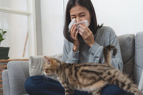 Sniffles and Sneezes: Unraveling Cat Allergies