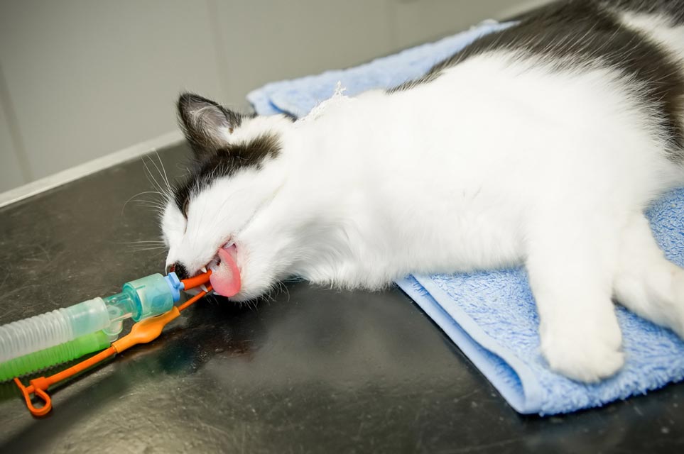 Snooze Safely: What to Know About Anesthesia for Cats