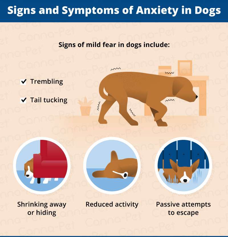 Social Anxiety in Dogs-WildCreaturey