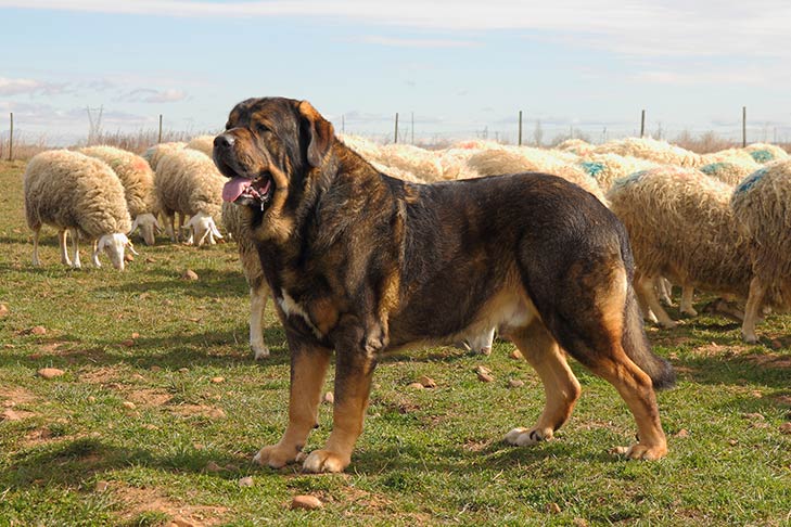 Spanish Mastiff: Dog Breed Characteristics & Care-WildCreaturey