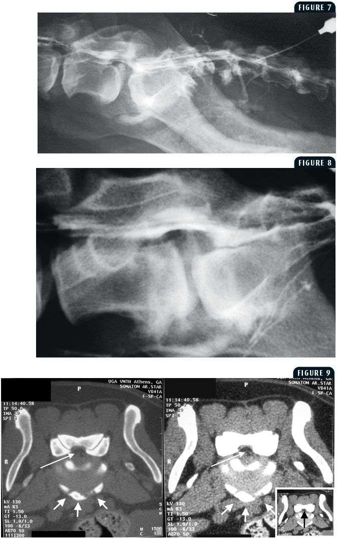 Spinal Stenosis in Dogs-WildCreaturey