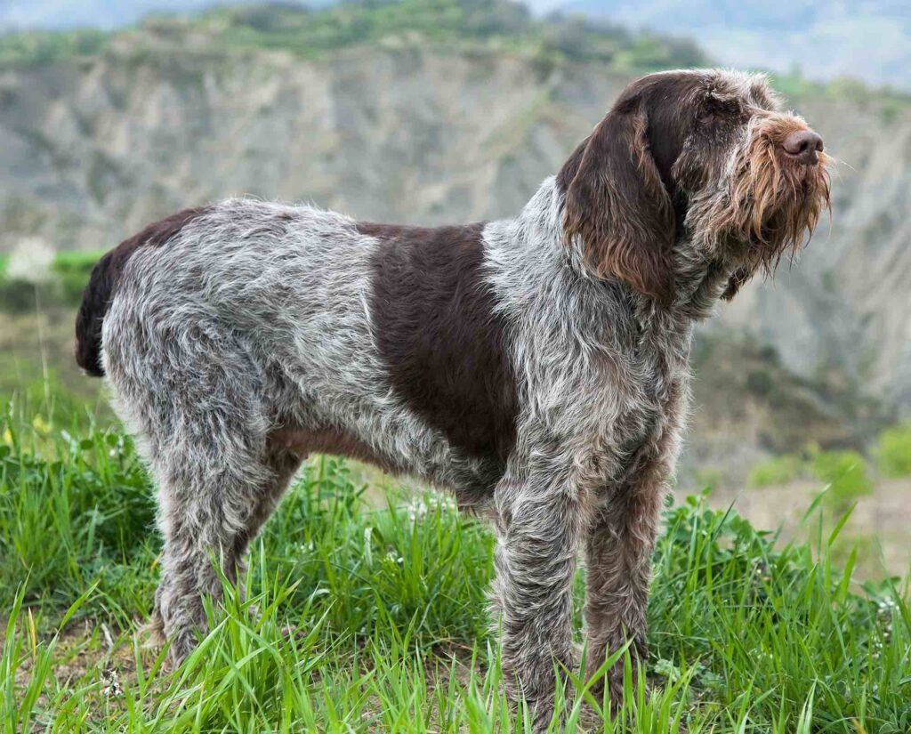 Spinone Italiano: Dog Breed Characteristics & Care-WildCreaturey