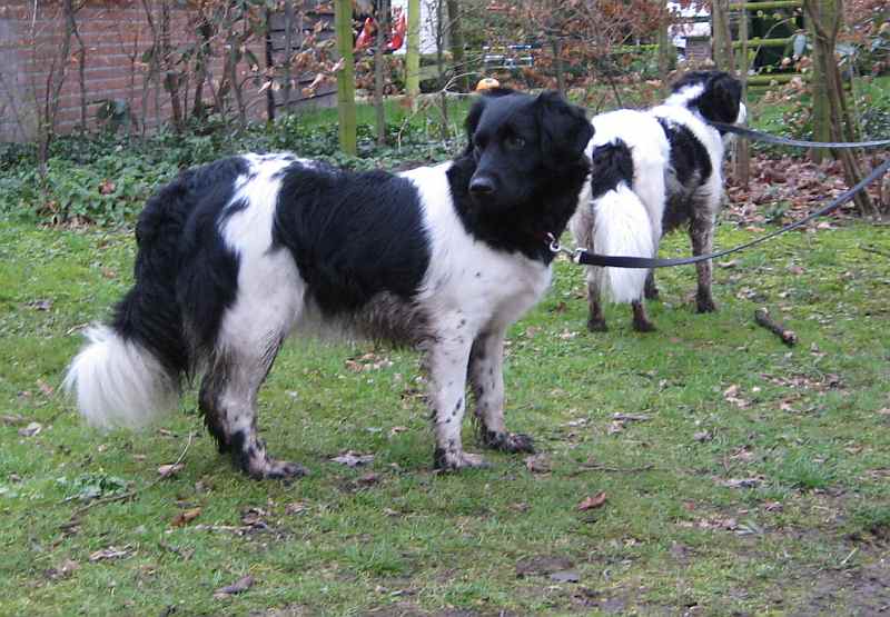 Stabyhoun (Staby): Dog Breed Characteristics & Care-WildCreaturey