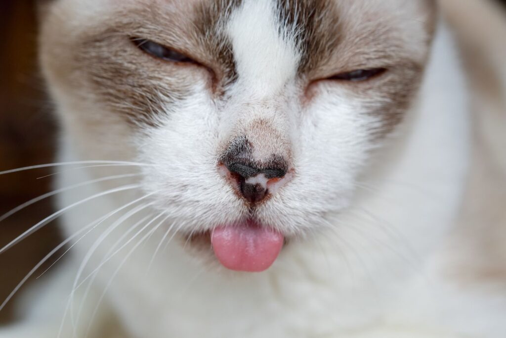 Stomatitis: When Your Cat's Mouth Needs Care