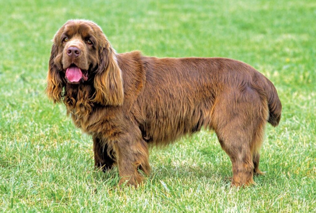 Sussex Spaniel: Dog Breed Characteristics & Care-WildCreaturey