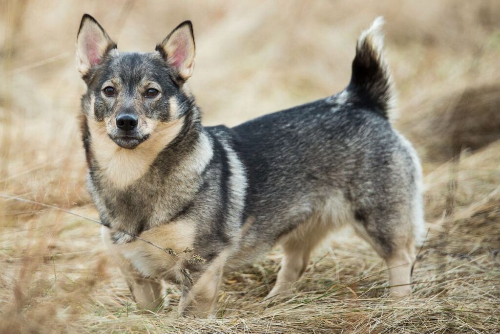 Swedish Vallhund: Dog Breed Characteristics & Care-WildCreaturey