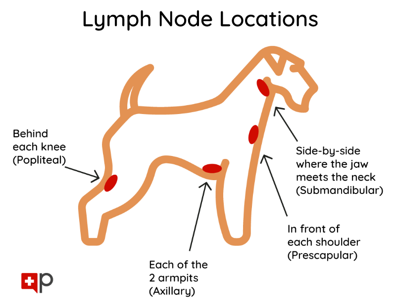 Swollen Lymph Nodes in Dogs-WildCreaturey
