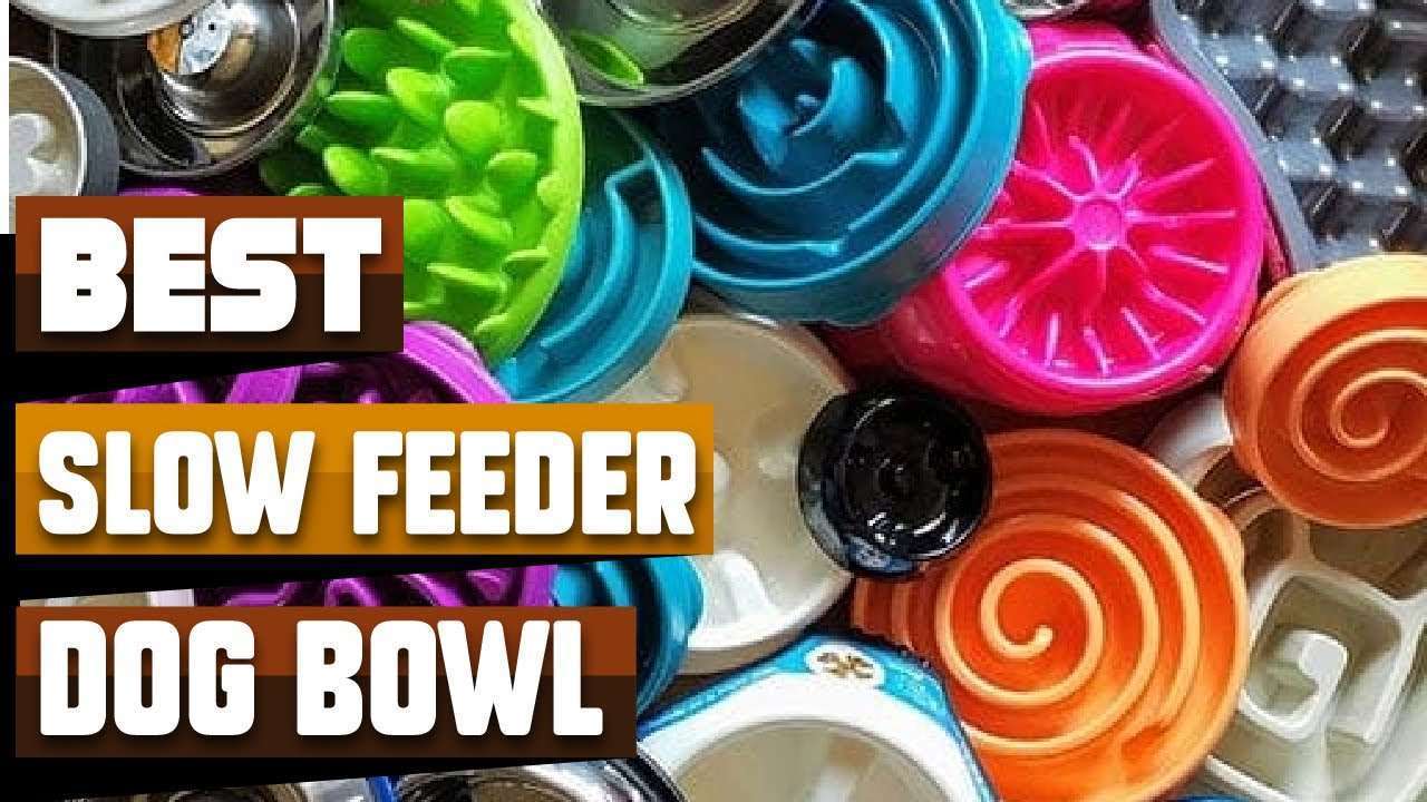 The 12 Best Slow Feeder Bowls of 2023-WildCreaturey