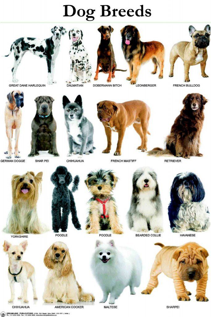 The 12 Types of Dog Breeds-WildCreaturey