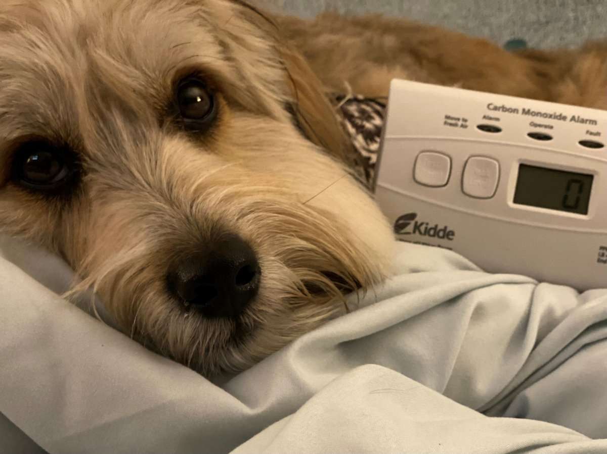 The Dangers of Carbon Monoxide Poisoning in Pets-WildCreaturey