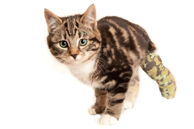 The Limping Cat: Causes and Care
