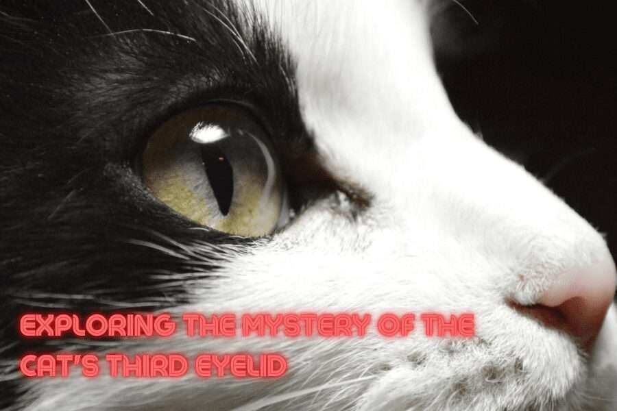 The Mystery of Cats' Third Eyelid