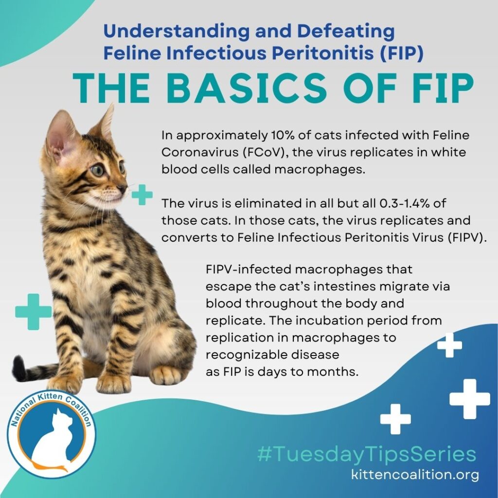 The Mystery of FIP: Understanding Feline Infectious Peritonitis in Cats