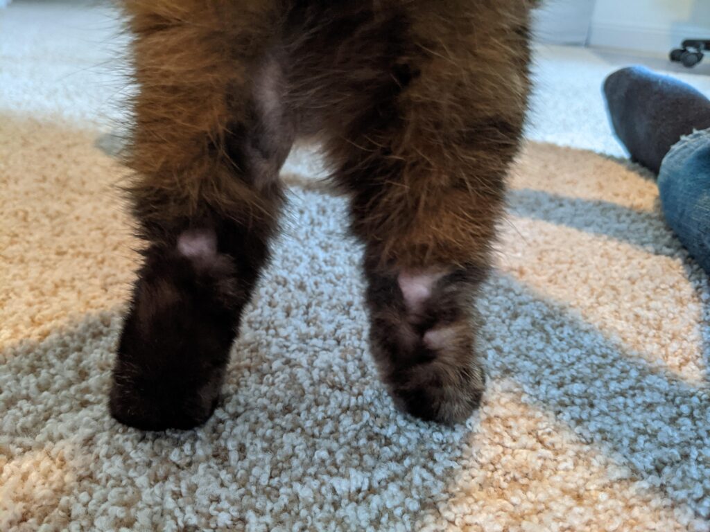 The Puzzling Case of Hair Loss on Cat's Hind Legs