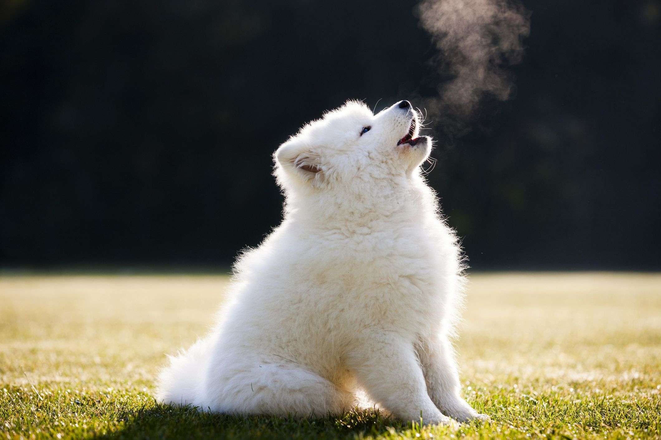 The Reasons Why Dogs Howl-WildCreaturey