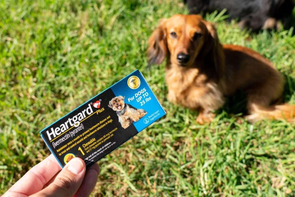 The Safety and Side Effects of Ivermectin in Dogs-WildCreaturey