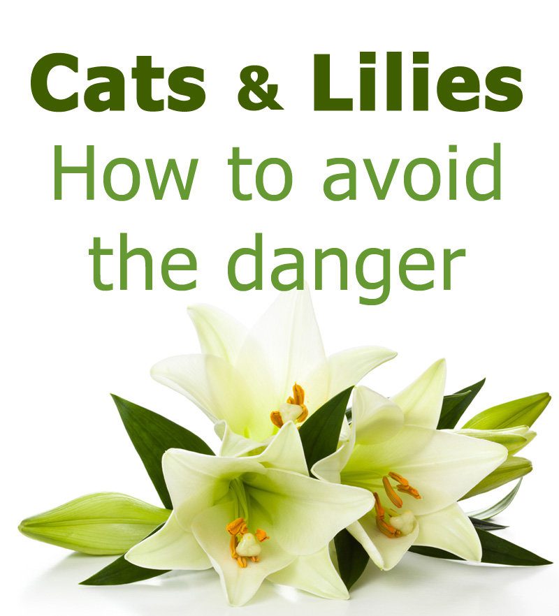 The Silent Danger of Lilies for Cats