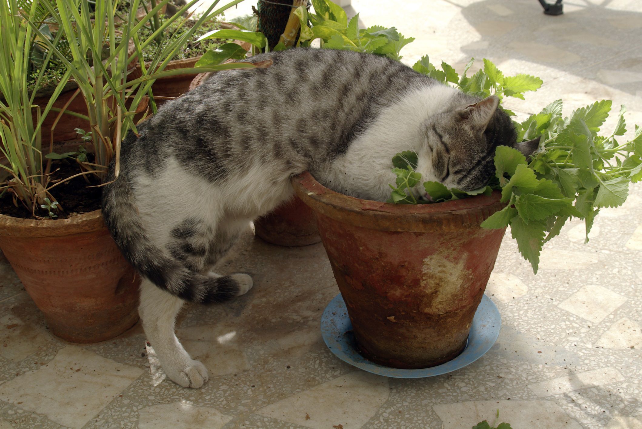 The Truth About Catnip: Is It Safe?