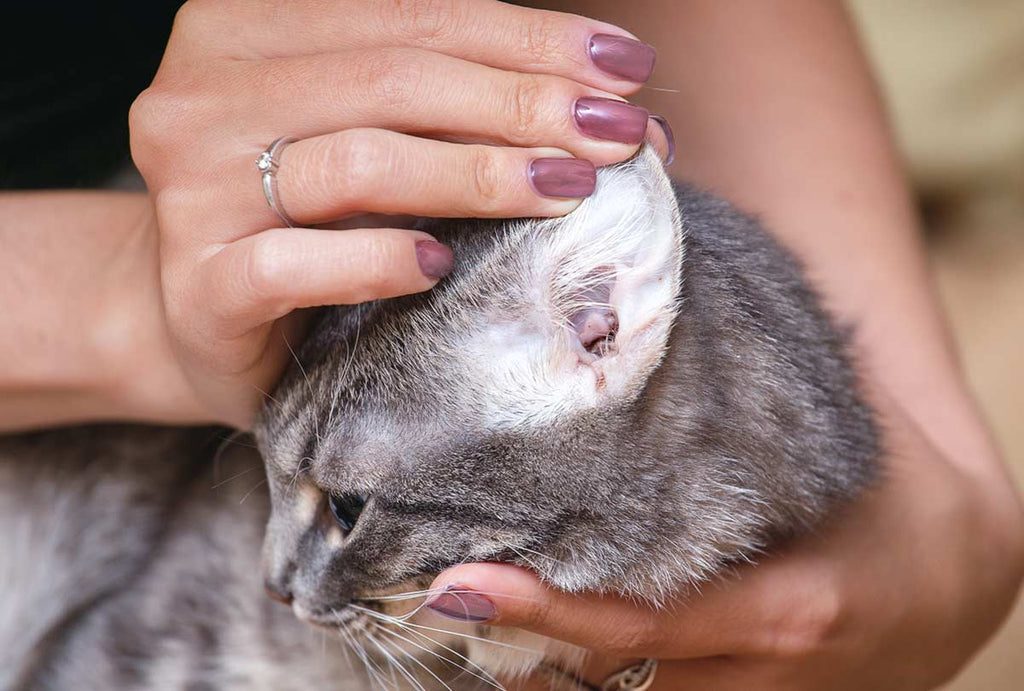 Those Pesky Ear Bugs: Tackling Ear Infections in Cats