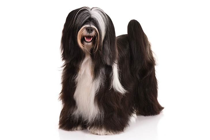 Tibetan Terrier: Dog Breed Characteristics & Care-WildCreaturey