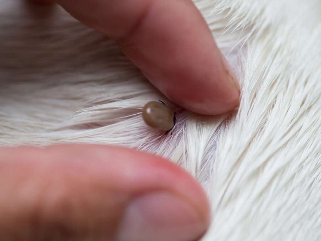 Ticks in Dogs-WildCreaturey