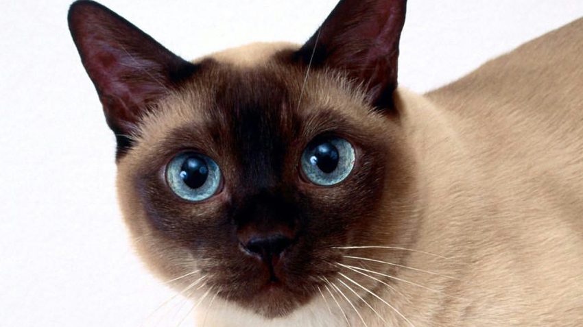 Tonkinese Cats: A Perfect Symphony of Breeds