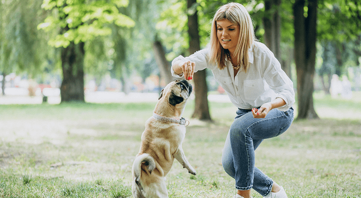 Top 11 Essential Dog Training Supplies-WildCreaturey