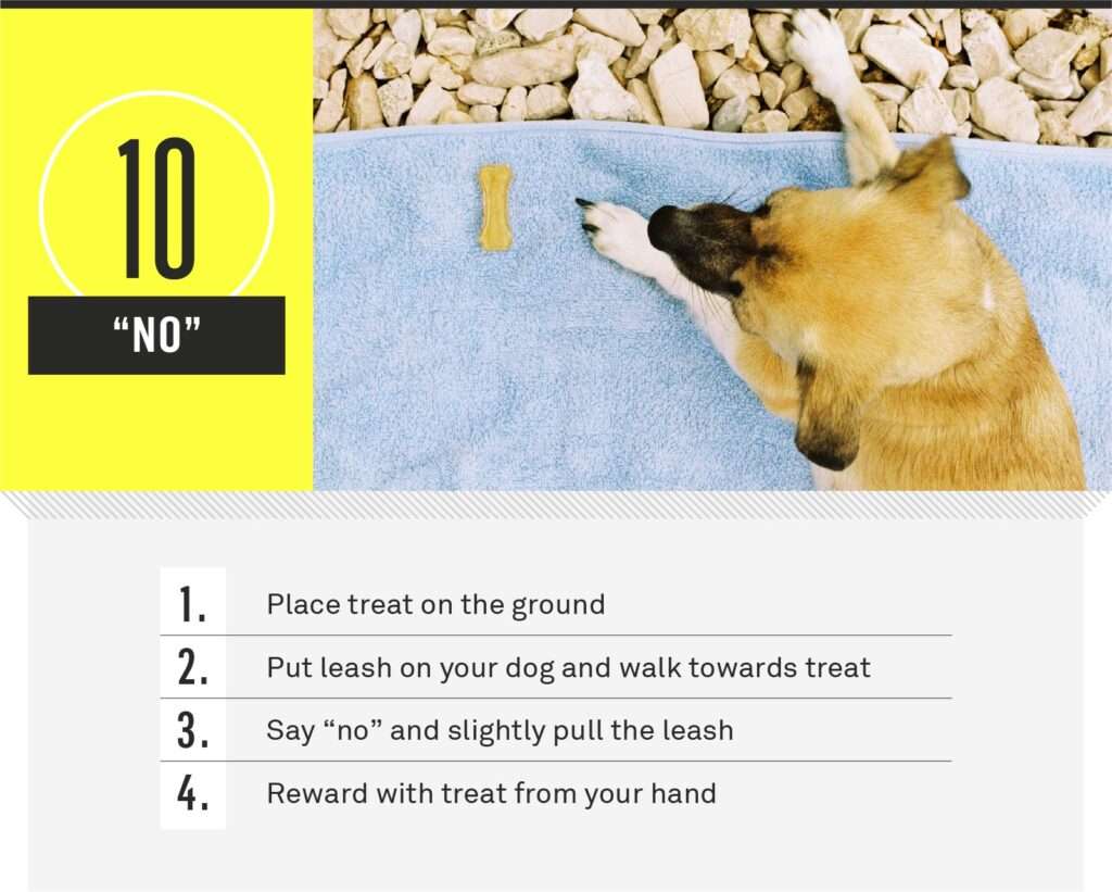 Top 12 Basic Dog Training Commands-WildCreaturey